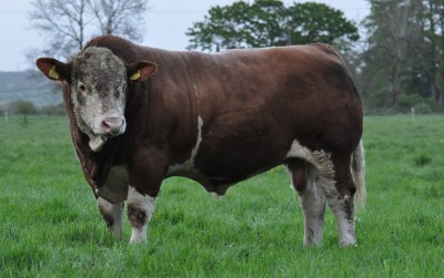 Imperator-April-2014-Foto-Robsons-Kilbride-Farm-NI-400x251