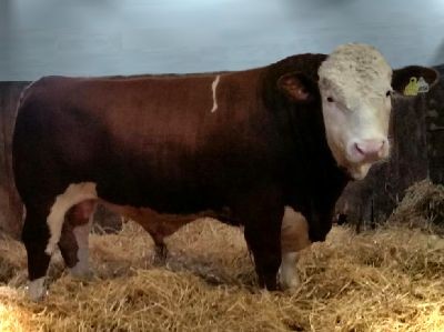 Marywood Polled Western HP