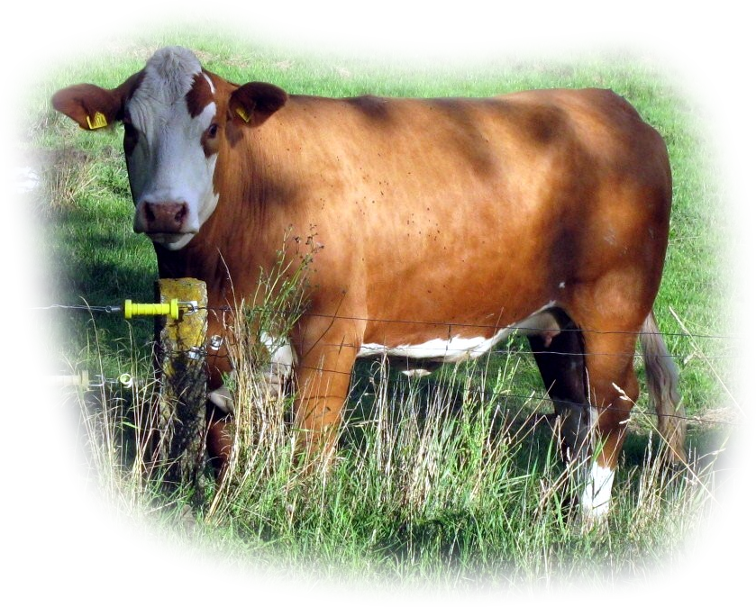 marywood polled western