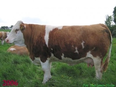 vingegård simmental