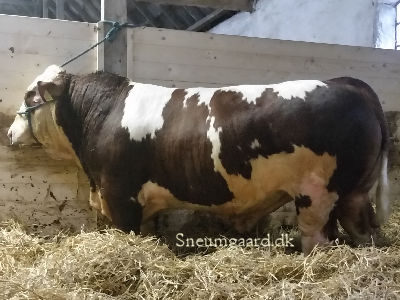 Lanmore herd