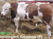 sneumgaard-amadeus-p-simmental-400x280