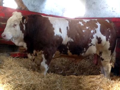Sneumgaard Incasso PP simmental lys
