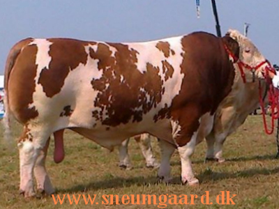 simmentaler vægt