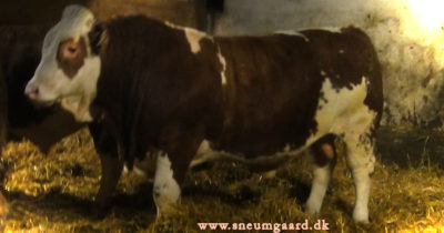 sneumgaard milton facebook
