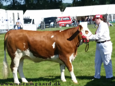 Brammingborg Simmental
