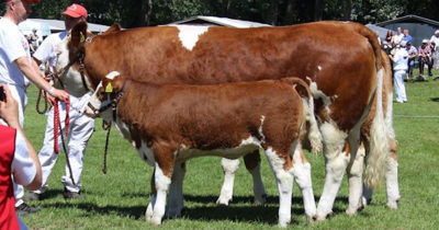Kirstinesminde Simmental
