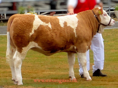 birkesig simmental
