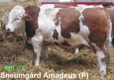 Sneumgaard Amadeus P