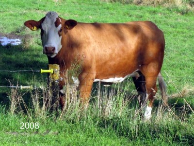Sneumgaard Bolette 2008