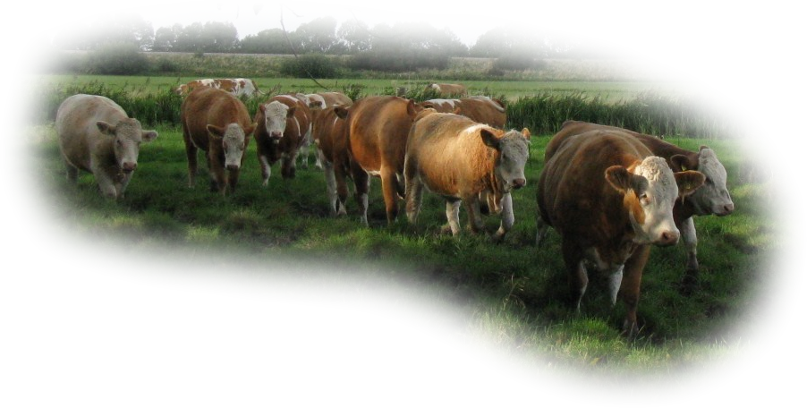 simmental herd