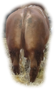 simmental for sale