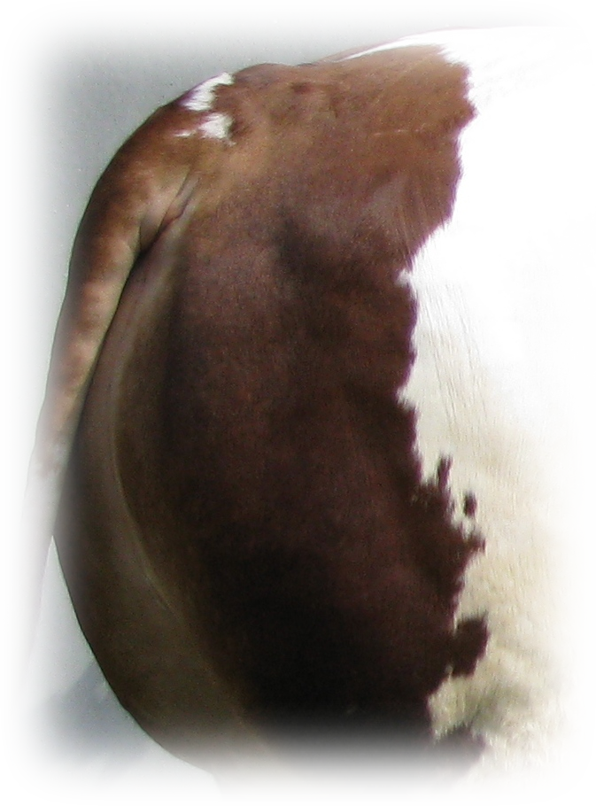 Image23