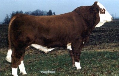 Marywood Polled Western HP