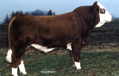Marywood Polled Western HP