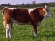 Grinaltas excel