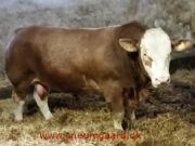 simmental norway