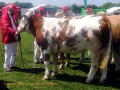 dyrskuer001-show-simmental-simental