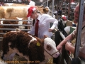 dyrskuer006-show-simmental-simental-2