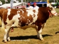 dyrskuer018-sneumgaard-gulliver-p-simmental-varde-2012