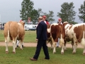 judge-ian-green-simmental-judge-denmark-2014