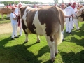 sneumgaard-gulliver-landsskuet-2013-simmental-bull