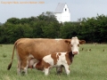 gmd001-sneumgaard-juli-2008-35