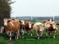 gmd008-fra-fennen-simmental-simental-8