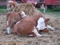 gmd011-fra-fennen-simmental-simental-5
