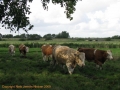 gmd016-fra-fennen-simmental-simental-25