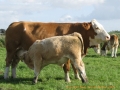gmd023-fra-fennen-simmental-simental-15