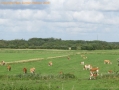 gmd027-fra-fennen-simmental-simental-10