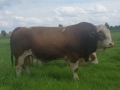 Engfer Groß Helle‏   2015