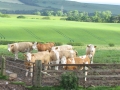 Simmental World Congress 2008 (116)