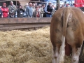 Simmental World Congress 2008 (128)