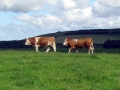 Simmental World Congress 2008 (136)