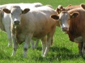 Simmental World Congress 2008 (168)