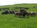 Simmental World Congress 2008 (171)