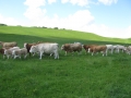 Simmental World Congress 2008 (178)