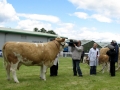 Simmental World Congress 2008 (19)