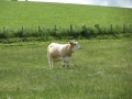 Simmental World Congress 2008 (194)