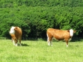 Simmental World Congress 2008 (222)