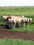Simmental World Congress 2008 (266)