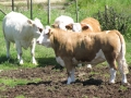 Simmental World Congress 2008 (270)