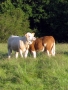 Simmental World Congress 2008 (336)