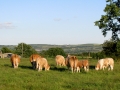 Simmental World Congress 2008 (338)