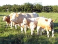 Simmental World Congress 2008 (347)
