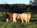 Simmental World Congress 2008 (356)