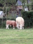 Simmental World Congress 2008 (369)