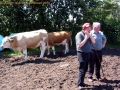 Cecil McIllwyne simmental